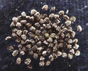  Seeds